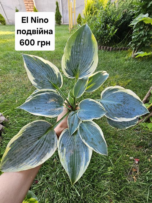 Пропоную хости зі свого саду