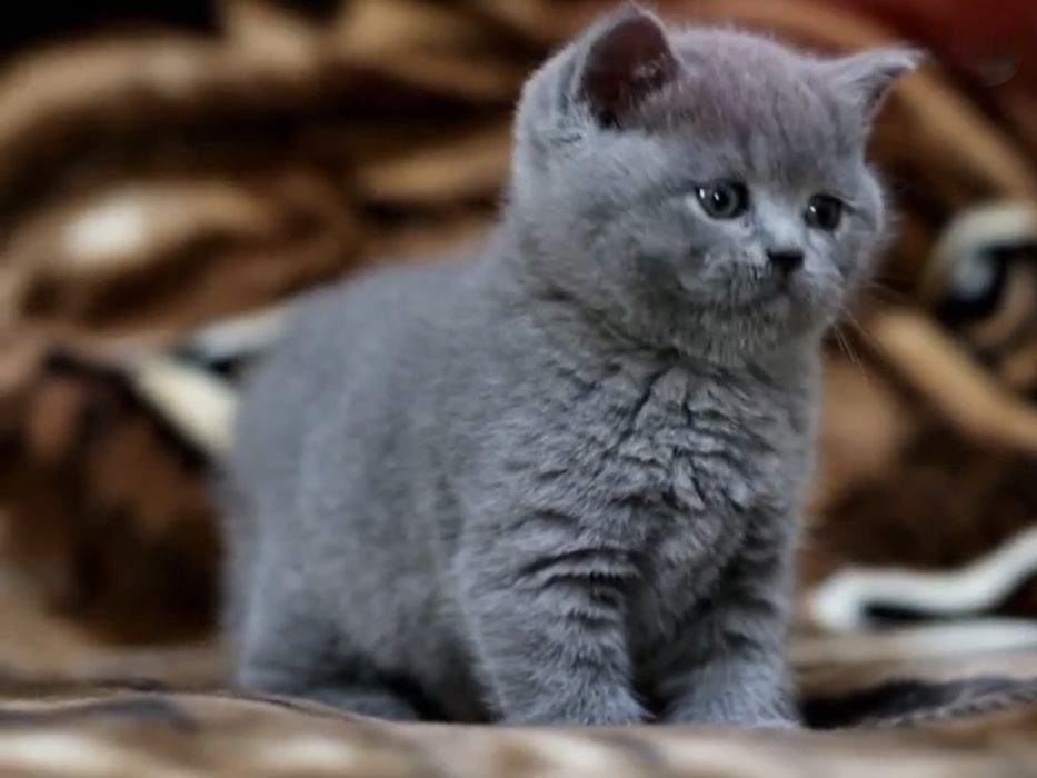 Прямовухі шотландські кошенята