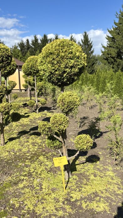 Formowna Thuja Rheingold Bonsai - Piękna ozdoba ogrodu!