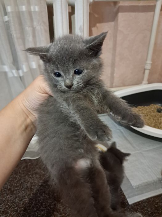 Віддам котят в добрі руки, кошенята