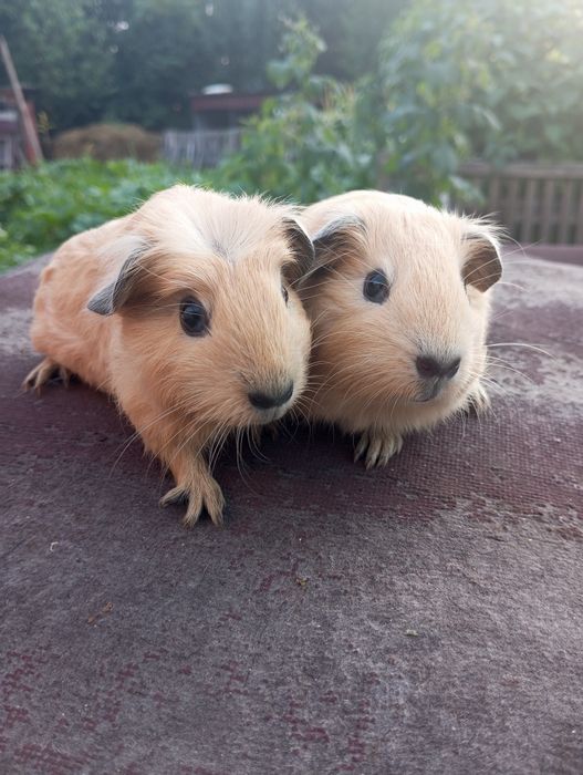 Морські свинки дівчата