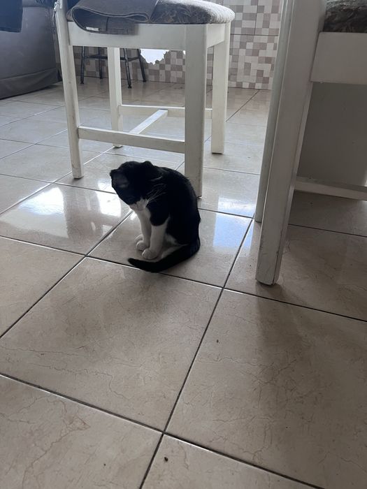 Dou gatinho bebe