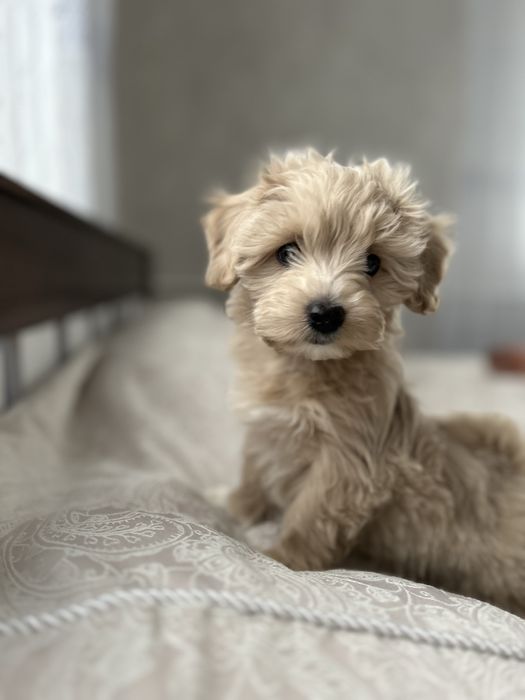 Дівчинка maltipoo baby face