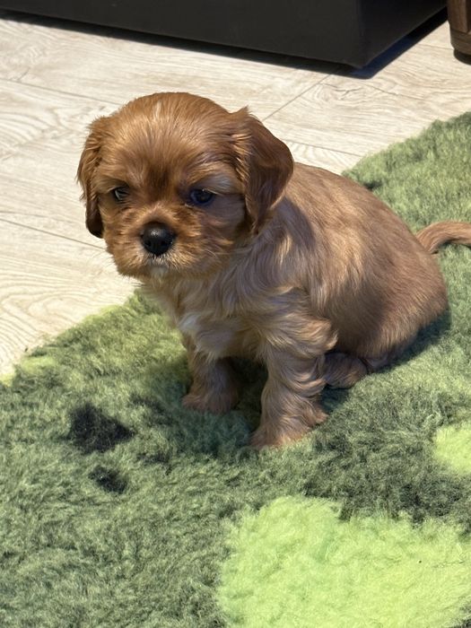 Cavalier King Charles Spaniel ZKwP -piesek