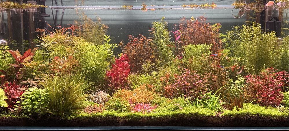 Bacopa Salzmannii "Purple" - hodowla podwodna