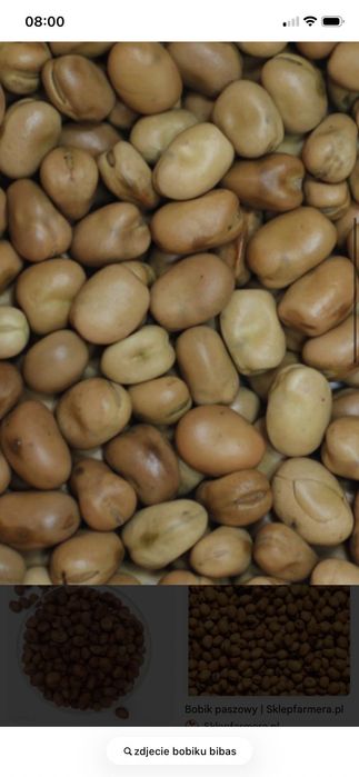 bobik  odmiana bobas
