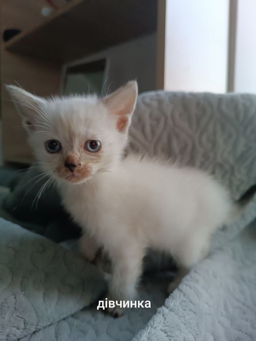 Кошенята шукають люблячу родину