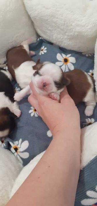 Śliczny piesek shih tzu.