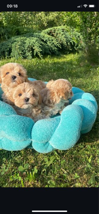 Міні щенятка мальтипу