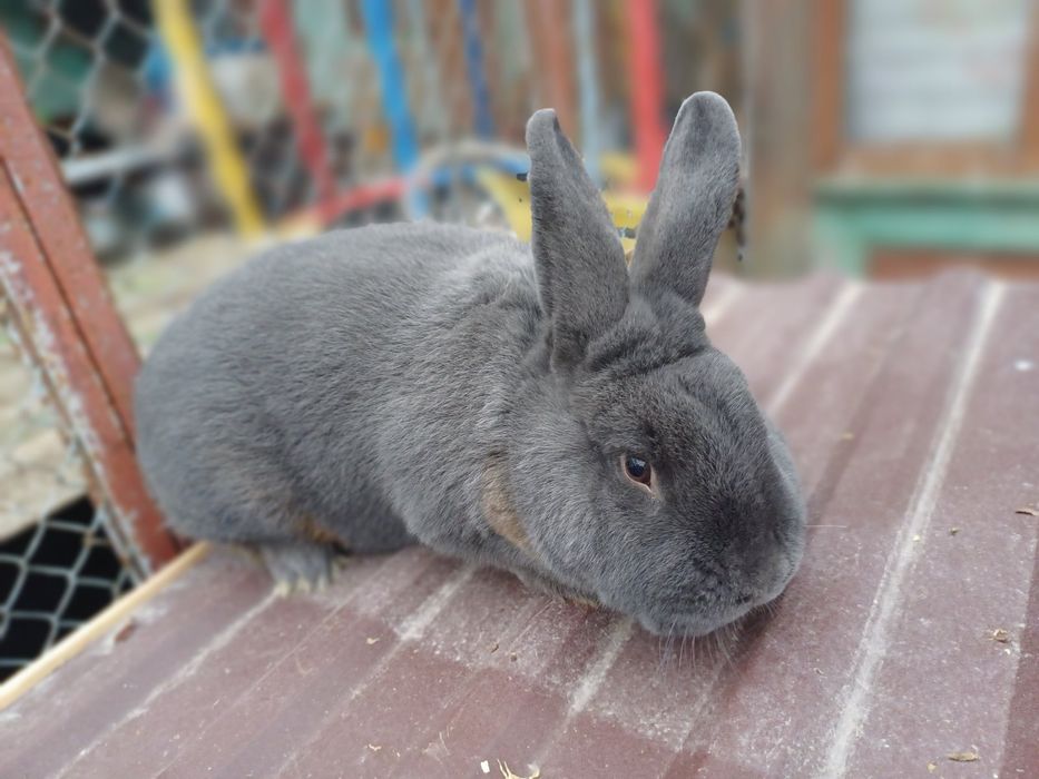 Кролики Віденська Блакитна, Бургундці НЗК НЗБ