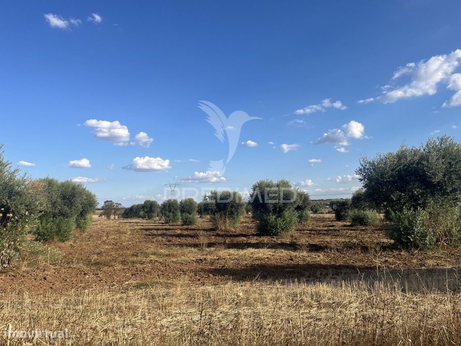 Terreno Rústico em Alfundão – 1,5 ha com Água da EDIA e Oliveiras A...