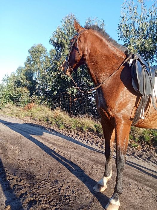 Égua  pura lusitana cheia