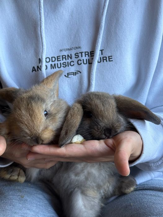 Coelhos Belier para Adoção responsável