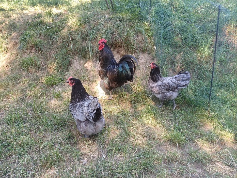 Australorp  jaja lęgowe