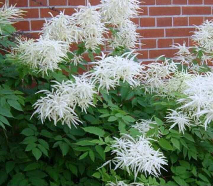 Папоротник 3 види ( Волжанка, Астильба,Щитовник))