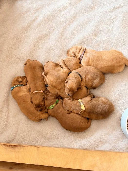Suczka Golden Retriever - linia amerykańska