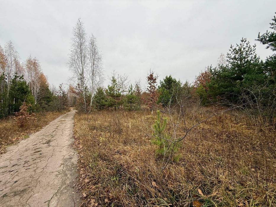Дмитрівка. 8 сот Під Будівництво. З СОСНАМИ. Без комісії