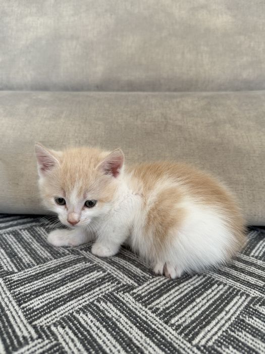 Кошенята котята хлопчики безкоштовно
