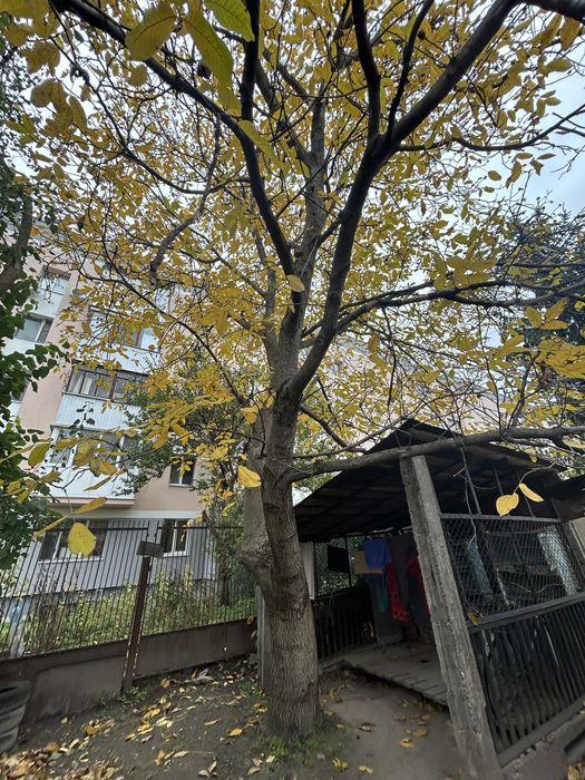 Віддам дерево горіха на зріз