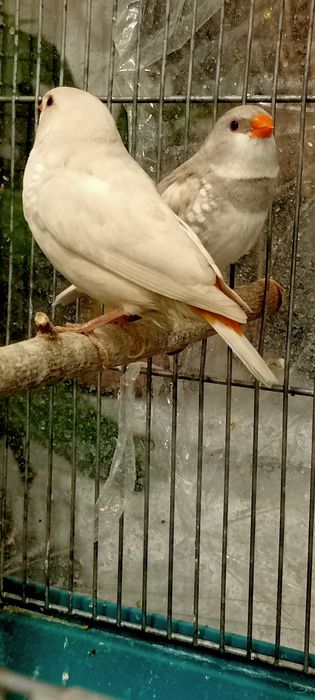 Amadyna diamentowa. Para lęgowa amadyn.