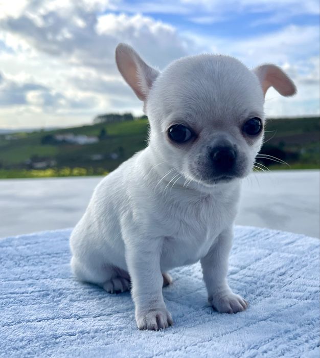 Chihuahua Macho Pelo Curto