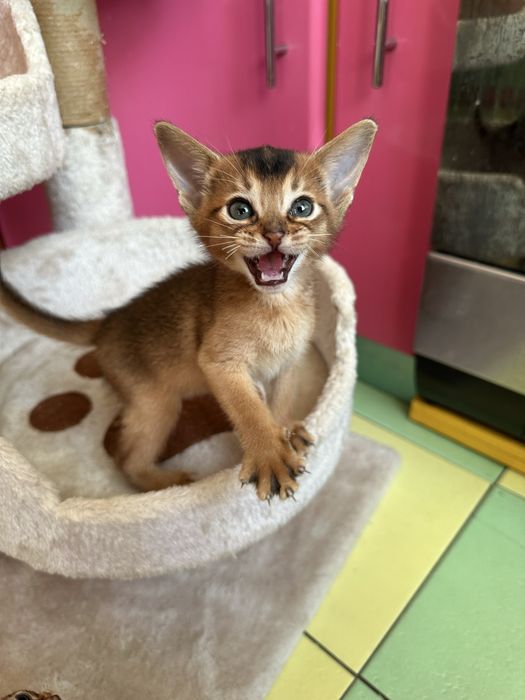 Чистокровні Абіссинці