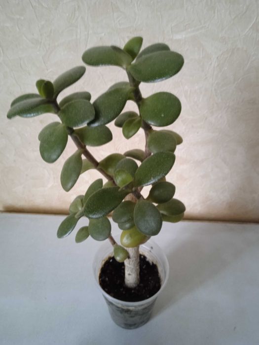 Денежное дерево и укорененные отводки.  Свежесрезанные отводки дарю