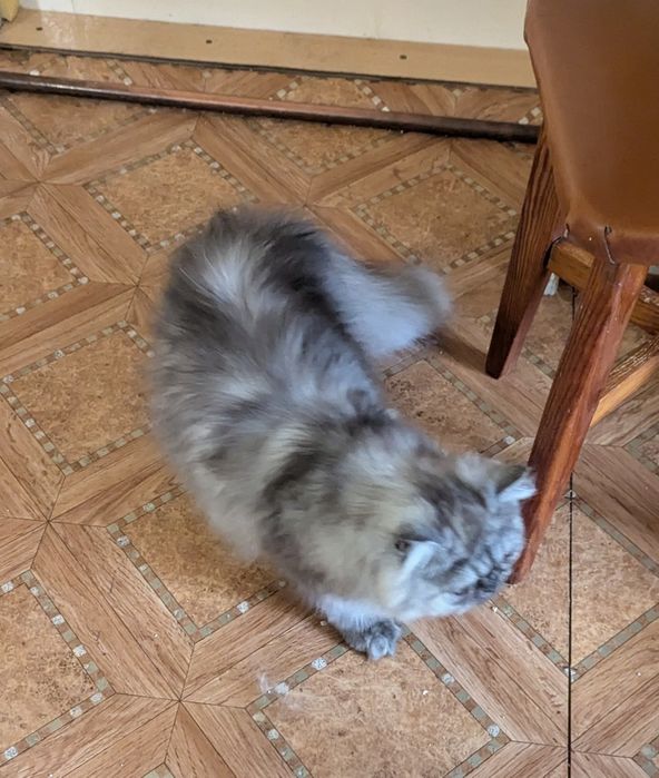 Kocurek perski perskie pers persy kocięta koty