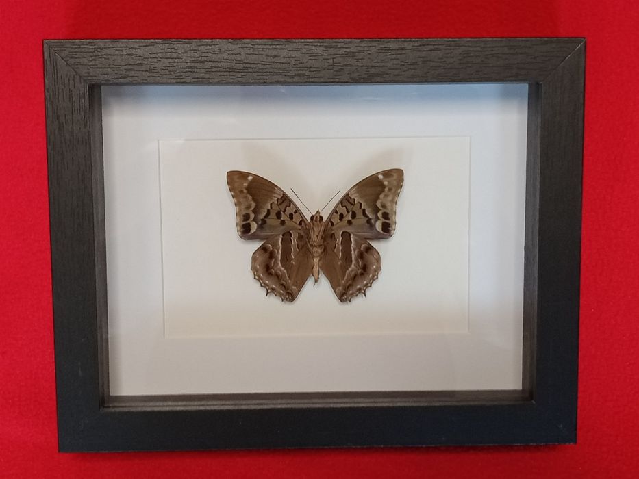 Motyl w ramce 17x22 cm . Charakses numenes .
