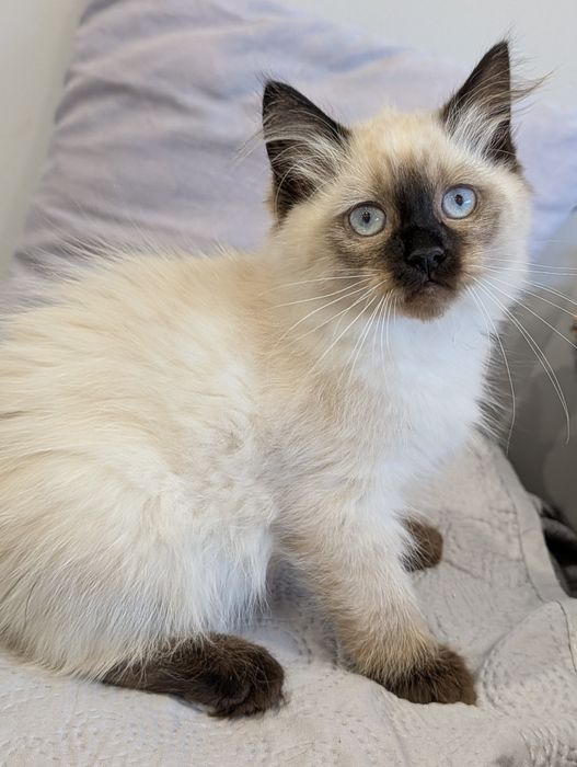 Cudowny Kocurek  Neva Masqarade