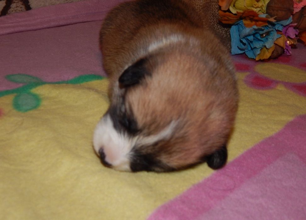 Мальчики Вельш Корги Пемброк