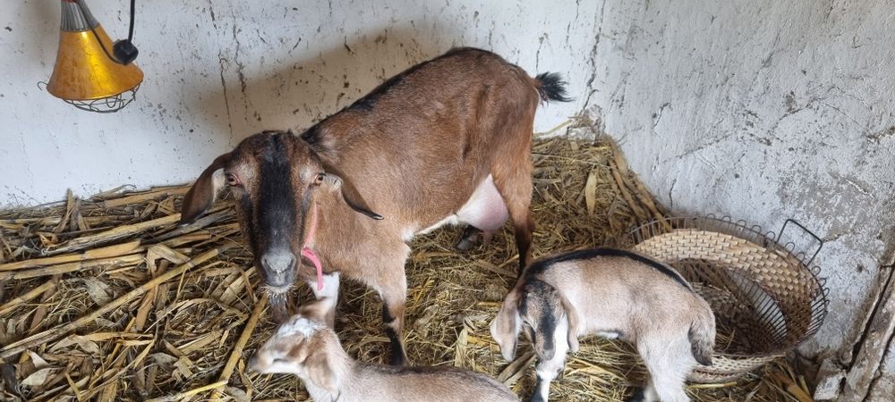 Козлик. Коза. Англо-нубийска.