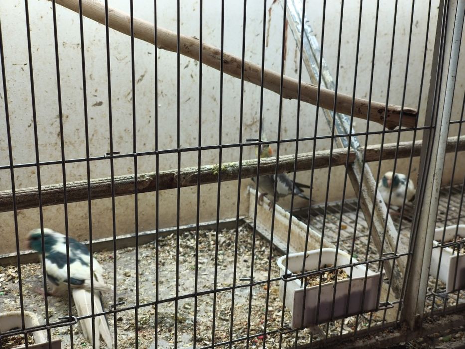 Ring  necks, kakarikis...