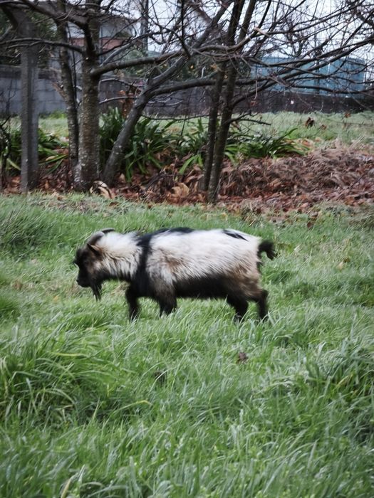 Chibo Anão a Cobrir Bem