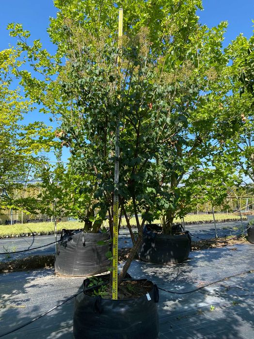 Lilak pekiński China Snow