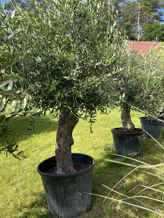 Oliwka Drzewo oliwne Arbequina 150–170 cm | Pień 35–45 cm | Transport 50 km gratis