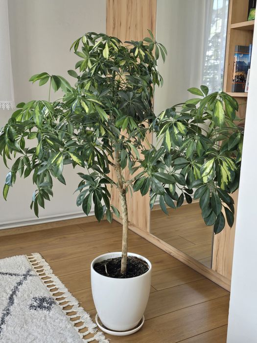 Kwiat doniczkowy Szeflera Gold