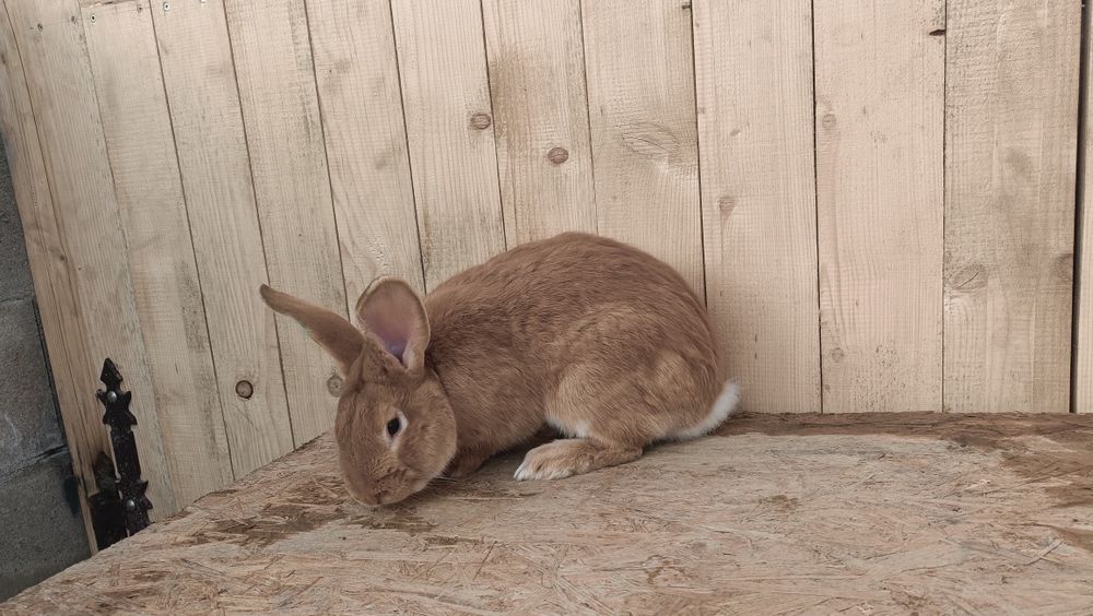 Króliki burgundzkie