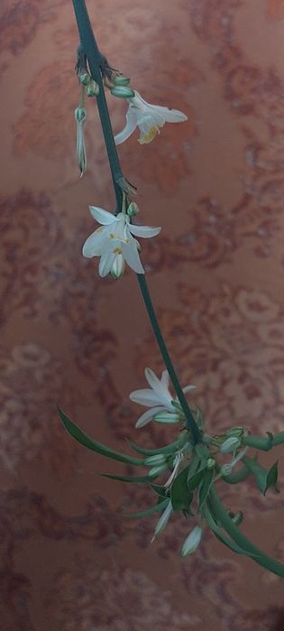 Хлорофітум чубатий