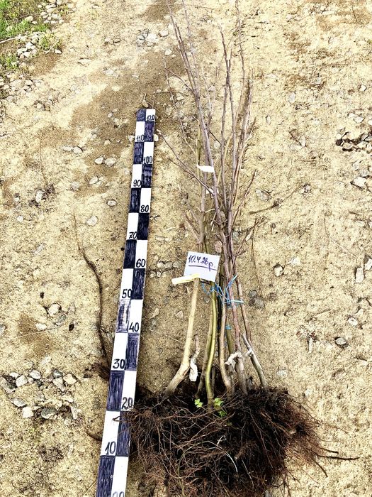 Продам саджанці яблунь