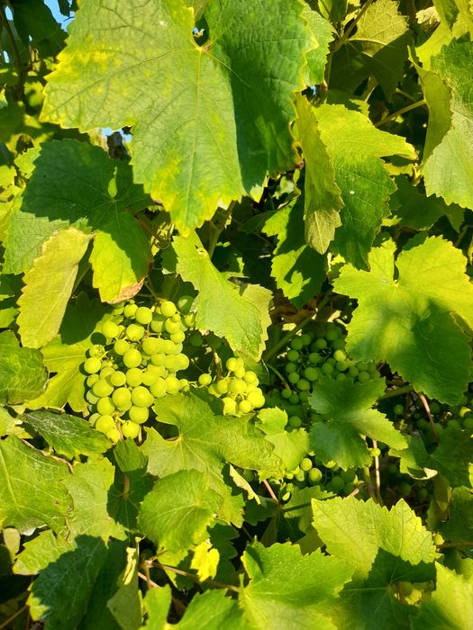 Uvas biologicas certificadas para vinho