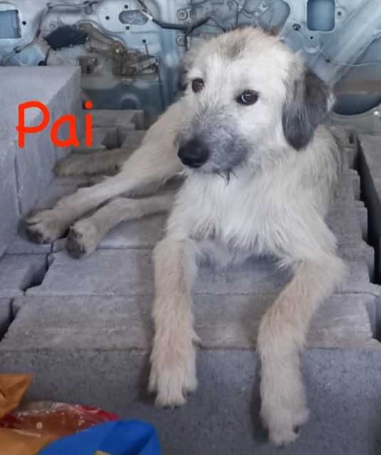 Cão Podengo 2anos para Adoção