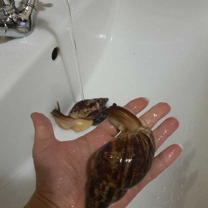 Ахатини, вік 1 рік