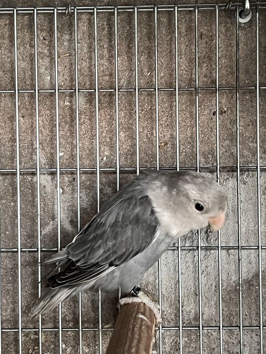 Agapornis roseicollis sexados