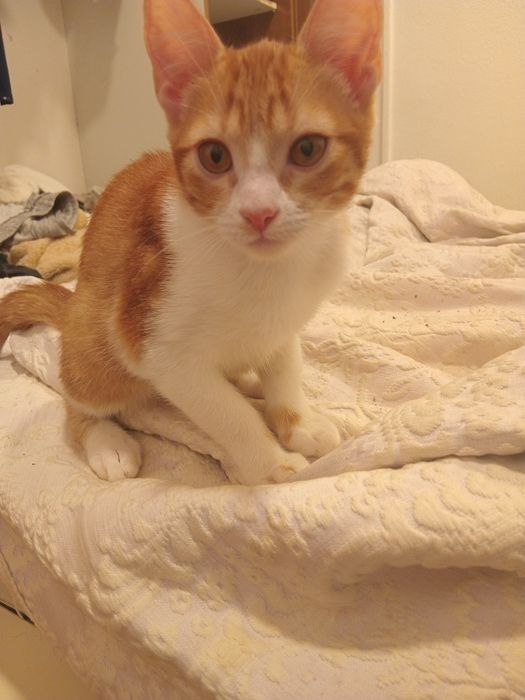 Adoção responsável