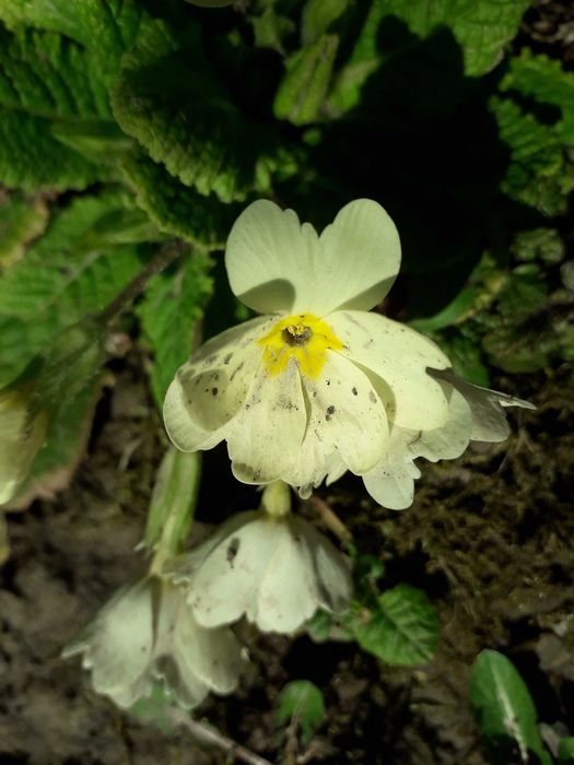 Примула садова багаторічна