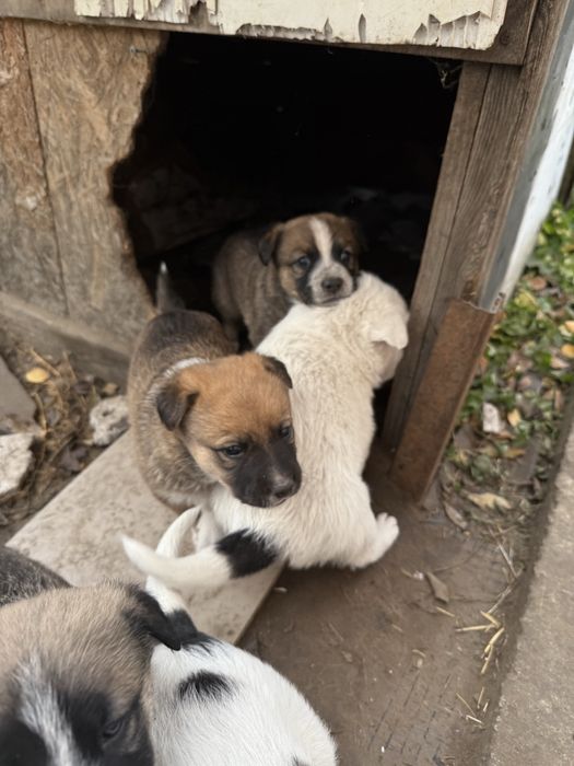 Цуценя в добрі руки, щенки