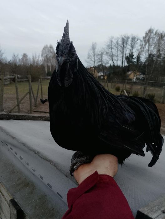 Kogut- koguty Ayam Cemani