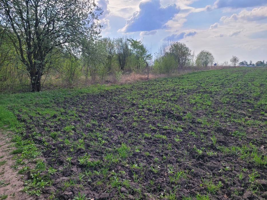 Земельна ділянка 27 соток, Велика Березовиця