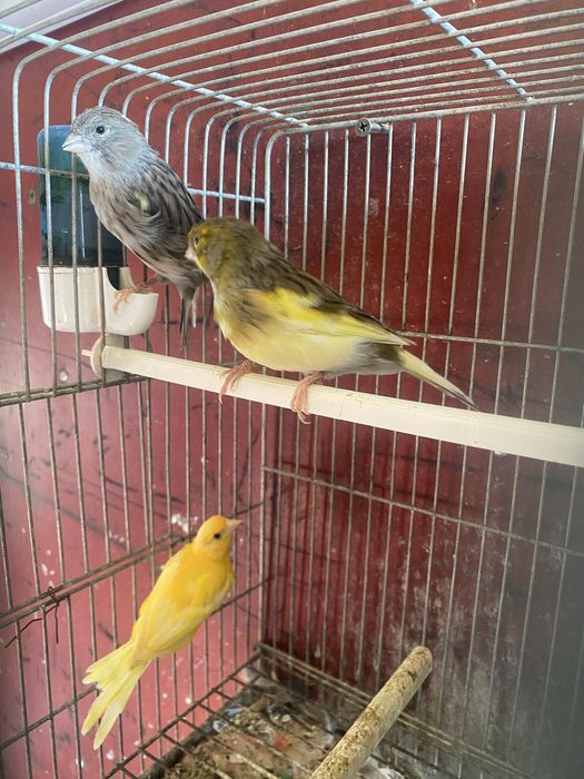Canários machos e fêmeas